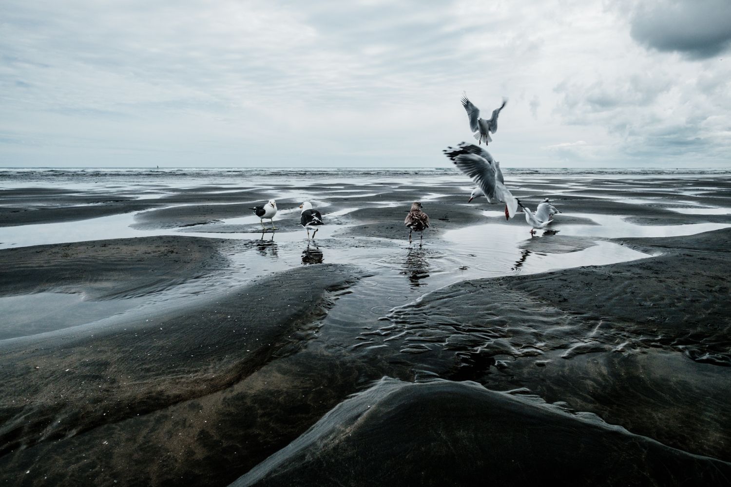 Images de 6 mouettes, dont 2 sont encore en l’air, et les autres se déplacent sur la plage de sable noir à marrée basse.