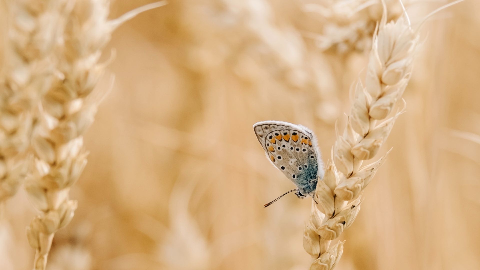 Magnifique papillon aux ailes tachetées avec des pointes d’orange vers la fin des ailes et un dégradé bleu qui part du corps ver le début des ailes. Ce papillon est posé sur un épis de blé mûr au milieu d’un champs de blé.