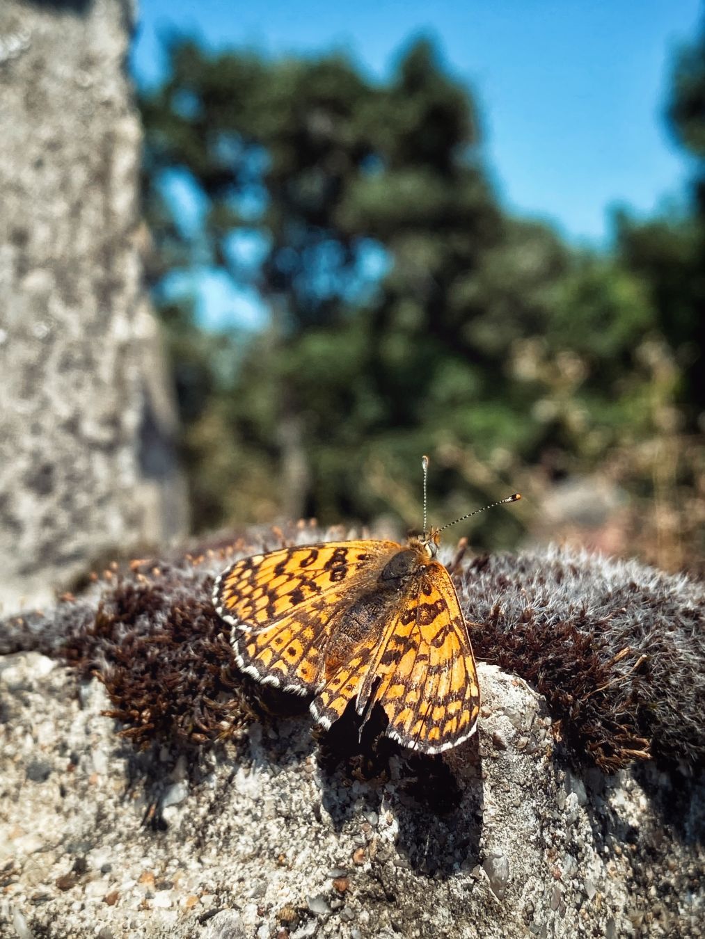 Image d’un papillon aux ailes orange avec des stries foncées horizontales et des petits points foncés aussi. Le bord extérieur des ailes est blanc. Ce papillon est posé, ailes déployées, sur une pierre sur laquelle on peut voir de la mousse séchée et brunâtre.